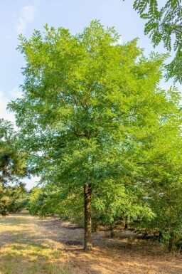 Silberregen Robinia pseudoacacia Hochstamm Robinia pseudoacacia Hochstamm
