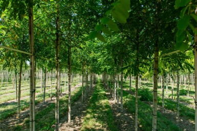 Silberregen Robinia pseudoacacia Hochstamm Stammumfang 14-16 T Robinia pseudoacacia Hochstamm 14/16