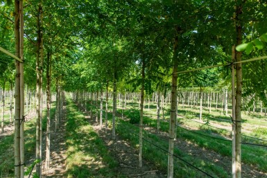 Silberregen Robinia pseudoacacia Hochstamm Stammumfang 14-16 T Robinia pseudoacacia Hochstamm 14/16