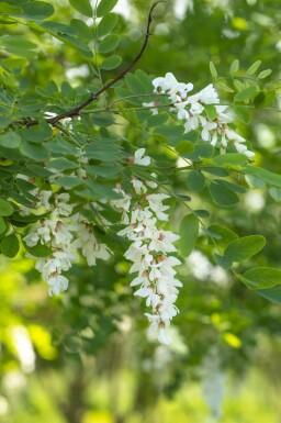 Silberregen Robinia pseudoacacia Mehrstämmig 250-300 T Robinia pseudoacacia Mehrstämmig 250-300