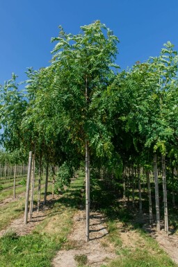 Falsche Akazie Robinia pseudoacacia 'Bessoniana' Robinia pseudoacacia 'Bessoniana'