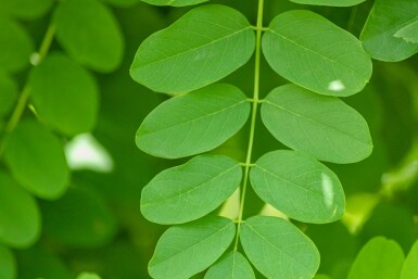 Falsche Akazie Robinia pseudoacacia 'Bessoniana' Robinia pseudoacacia 'Bessoniana'