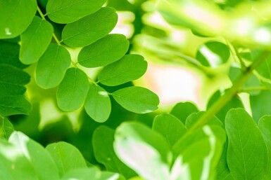 Falsche Akazie Robinia pseudoacacia 'Bessoniana' Hochstamm Stammumfang 10-12 T Robinia pseudoacacia 'Bessoniana' Hochstamm 10/12