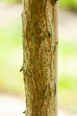 Falsche Akazie Robinia pseudoacacia 'Bessoniana' Hochstamm Stammumfang 10-12 T Robinia pseudoacacia 'Bessoniana' Hochstamm 10/12