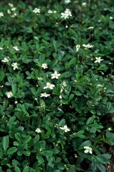 Fingerstrauch Potentilla tridentata 'Nuuk' 5-10 Topf 9x9 cm (P9) Potentilla tridentata 'Nuuk'