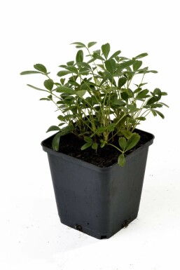 Fingerstrauch Potentilla tridentata 'Nuuk' 5-10 Topf 9x9 cm (P9) Potentilla tridentata 'Nuuk'