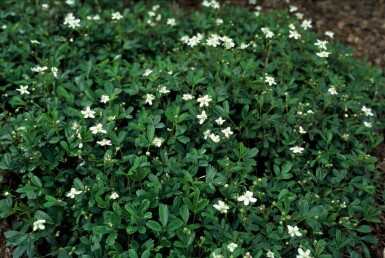 Fingerstrauch Potentilla tridentata 'Nuuk' 5-10 Topf 9x9 cm (P9)