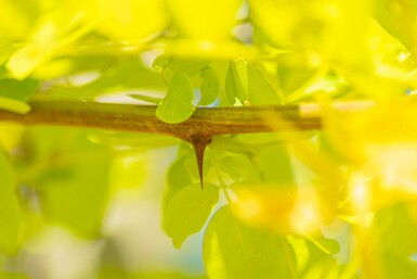 Gold-Robinie Robinia pseudoacacia 'Frisia' Robinia pseudoacacia 'Frisia'