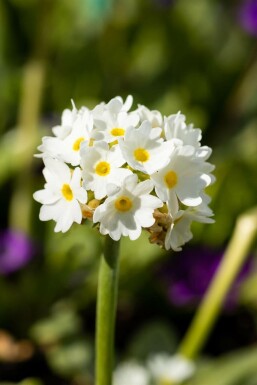 Kugelprimel Primula denticulata 'Alba' 5-10 Topf 9x9 cm (P9)