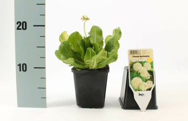 Kugelprimel Primula denticulata 'Alba' 5-10 Topf 9x9 cm (P9) Primula denticulata 'Alba'