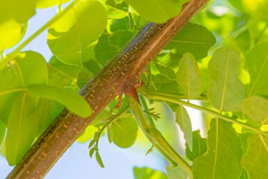 Falsche Akazie Robinia pseudoacacia 'Nyirségi' Robinia pseudoacacia 'Nyirségi'