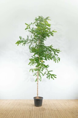 Falsche Akazie Robinia pseudoacacia 'Nyirségi' Hochstamm Robinia pseudoacacia 'Nyirségi' Hochstamm