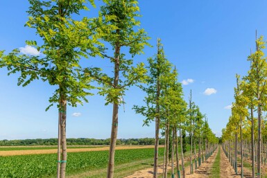 Falsche Akazie Robinia pseudoacacia 'Nyirségi' Hochstamm Stammumfang 10-12 T Robinia pseudoacacia 'Nyirségi' Hochstamm 10/12