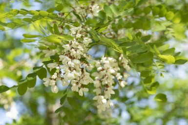 Falsche Akazie Robinia pseudoacacia 'Nyirségi' Hochstamm Stammumfang 10-12 T Robinia pseudoacacia 'Nyirségi' Hochstamm 10/12