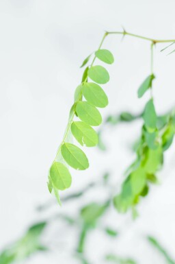 Falsche Akazie Robinia pseudoacacia 'Nyirségi' Hochstamm Stammumfang 10-12 T Robinia pseudoacacia 'Nyirségi' Hochstamm 10/12