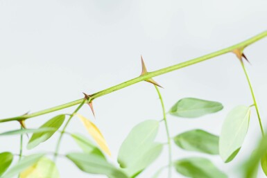 Falsche Akazie Robinia pseudoacacia 'Nyirségi' Hochstamm Stammumfang 10-12 T Robinia pseudoacacia 'Nyirségi' Hochstamm 10/12