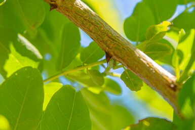 Falsche Akazie Robinia pseudoacacia 'Nyirségi' Hochstamm Stammumfang 10-12 T Robinia pseudoacacia 'Nyirségi' Hochstamm 10/12