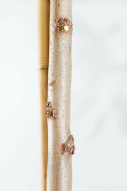 Falsche Akazie Robinia pseudoacacia 'Nyirségi' Hochstamm Stammumfang 10-12 T Robinia pseudoacacia 'Nyirségi' Hochstamm 10/12