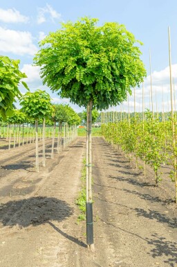 Kugelrobinie Robinia pseudoacacia 'Umbraculifera' Robinia pseudoacacia 'Umbraculifera'