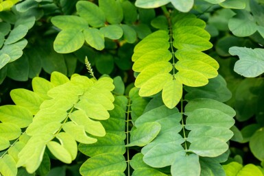 Kugelrobinie Robinia pseudoacacia 'Umbraculifera' Robinia pseudoacacia 'Umbraculifera'