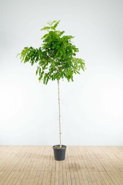 Kugelrobinie Robinia pseudoacacia 'Umbraculifera' Hochstamm Stammumfang 8-10 Stammhöhe 200 T Robinia pseudoacacia 'Umbraculifera' Hochstamm 8/10 200cm Stamm