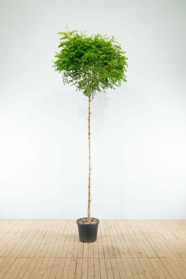 Kugelrobinie Robinia pseudoacacia 'Umbraculifera' Hochstamm Stammumfang 8-10 Stammhöhe 200 T Robinia pseudoacacia 'Umbraculifera' Hochstamm 8/10 200cm Stamm