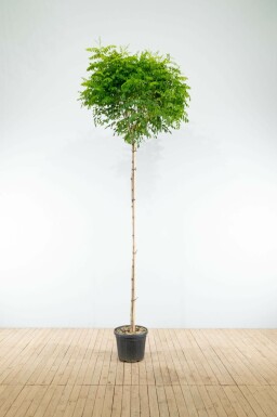 Kugelrobinie Robinia pseudoacacia 'Umbraculifera' Hochstamm Robinia pseudoacacia 'Umbraculifera' Hochstamm