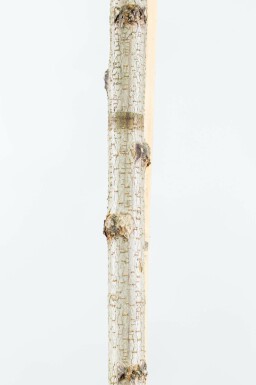 Kugelrobinie Robinia pseudoacacia 'Umbraculifera' Hochstamm Stammumfang 8-10 Stammhöhe 200 T Robinia pseudoacacia 'Umbraculifera' Hochstamm 8/10 200cm Stamm