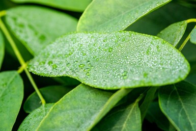Kugelrobinie Robinia pseudoacacia 'Umbraculifera' Hochstamm Stammumfang 8-10 Stammhöhe 200 T Robinia pseudoacacia 'Umbraculifera' Hochstamm 8/10 200cm Stamm