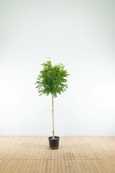 Robinia pseudoacacia 'Umbraculifera' Halbstamm 6/8 150cm Stamm