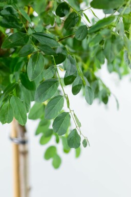 Robinia pseudoacacia 'Umbraculifera' Halbstamm 6/8 150cm Stamm