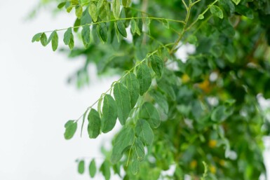 Robinia pseudoacacia 'Umbraculifera' Halbstamm 6/8 150cm Stamm