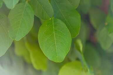 Robinia pseudoacacia 'Umbraculifera' Halbstamm 6/8 150cm Stamm