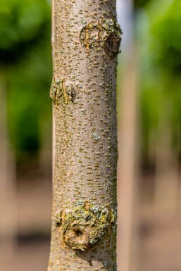 Robinia pseudoacacia 'Umbraculifera' Halbstamm 6/8 150cm Stamm