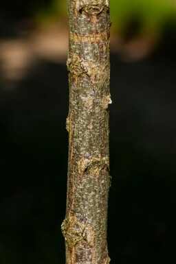 Robinia pseudoacacia 'Umbraculifera' Halbstamm 6/8 150cm Stamm