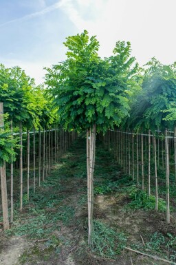 Robinia pseudoacacia 'Umbraculifera' Halbstamm 6/8 150cm Stamm