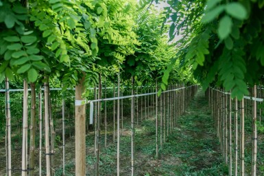 Robinia pseudoacacia 'Umbraculifera' Halbstamm 6/8 150cm Stamm