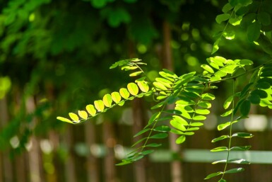 Robinia pseudoacacia 'Umbraculifera' Halbstamm 6/8 150cm Stamm