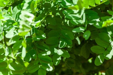 Robinia pseudoacacia 'Umbraculifera' Halbstamm 6/8 150cm Stamm