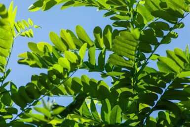 Robinia pseudoacacia 'Umbraculifera' Halbstamm 6/8 150cm Stamm