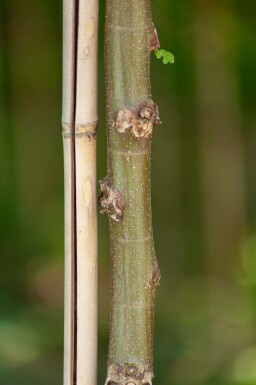 Robinia pseudoacacia 'Umbraculifera' Halbstamm 6/8 150cm Stamm