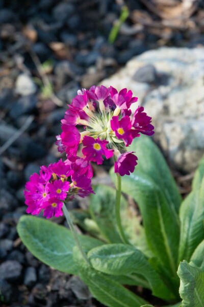Kugelprimel Primula denticulata 'Rubin' 5-10 Topf 9x9 cm (P9) Primula denticulata 'Rubin'