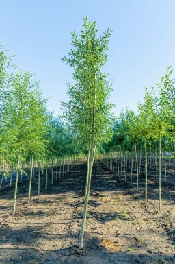 Silber-Weide Salix alba Salix alba