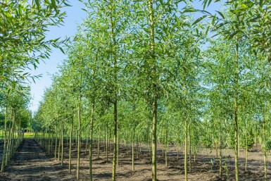 Silber-Weide Salix alba Hochstamm Stammumfang 10-12 T Salix alba Hochstamm 10/12