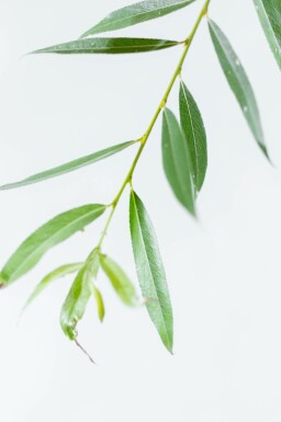 Silber-Weide Salix alba Mehrstämmig 200-250 T Salix alba Mehrstämmig 200-250