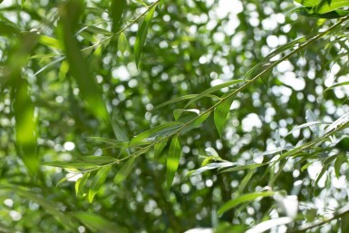 Silber-Weide Salix alba Mehrstämmig 200-250 T Salix alba Mehrstämmig 200-250