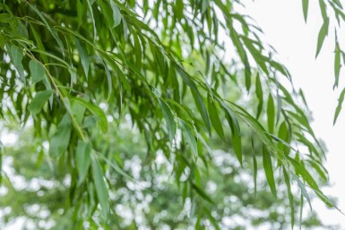 Silber-Weide Salix alba Mehrstämmig 200-250 T Salix alba Mehrstämmig 200-250