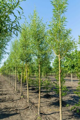 Weiß-Weide Salix alba 'Chermesina' Salix alba 'Chermesina'