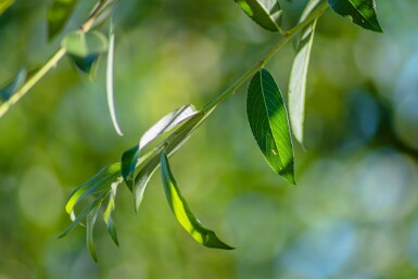 Weiß-Weide Salix alba 'Chermesina' Salix alba 'Chermesina'