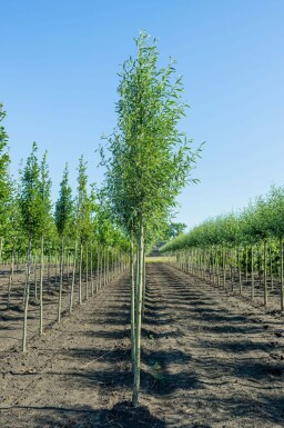 Weiß-Weide Salix alba 'Liempde' Salix alba 'Liempde'